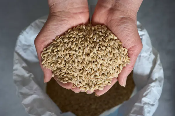 El, işlenmemiş bir yığın yulaf tohumunu kağıt bir torba üzerinde tutuyor. Organik tarım, tarım ve tam tahıl besin kavramı.