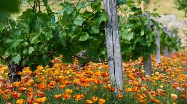 Üzüm bağları boyunca uzanan üzüm bağlarının yemyeşil yaprakları aşağıdaki zemini kaplayan canlı turuncu, kırmızı ve sarı Kaliforniya gelincikleriyle çok güzel zıtlaşıyor.. 