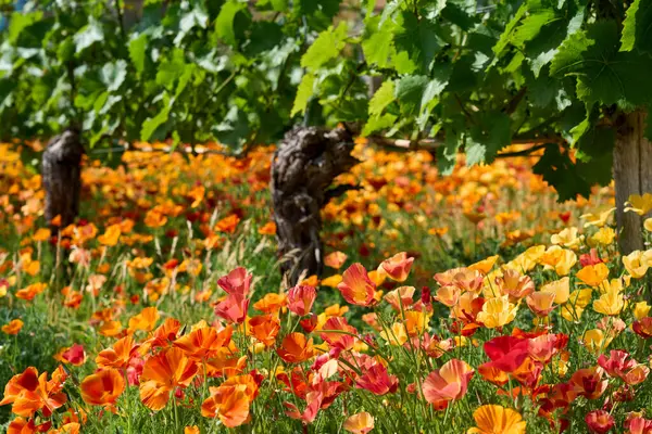 Canlı turuncu, sarı ve kırmızı renkli Kaliforniya gelinciklerinden oluşan renkli bir halı, güneşli bir üzüm bağındaki yemyeşil üzümlerin altına yayılır..         