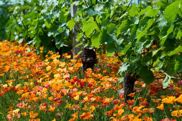 Çiçek açmış yemyeşil yapraklı üzüm bağları ve turuncu, sarı ve kırmızı renkli California gelinciklerinin canlı bir çalılığına ev sahipliği yapar.. 