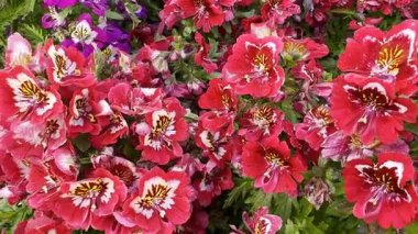 Canlı kırmızı ve pembe Pelargonium (Pelargonium grandiflorum) çiçeklerinin büyüleyici yakın plan görüntüsü.