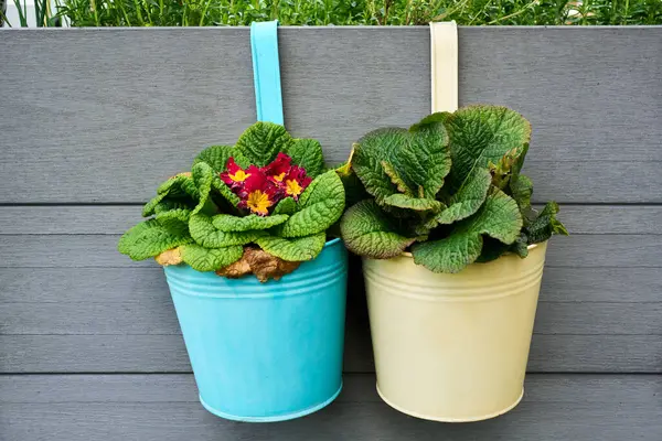 İki renkli ve yeşil çuha çiçekli kova, biri çiçek açmış, ahşap bir çit dekore edin. Küçük açık ya da balkon alanları için büyüleyici ve canlı bir bahçe detayı..