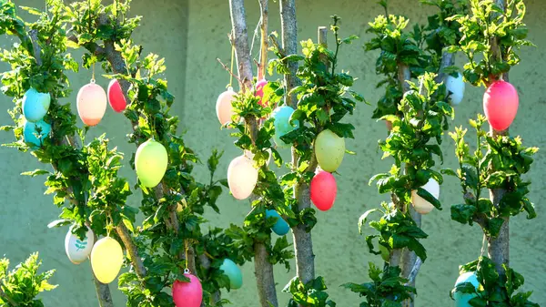 Genç bahçe ağacı canlı plastik paskalya yumurtalarıyla süslü pastel renklerle, baharın ve geleneksel mevsimsel kutlamaların neşeli ruhunu yakalıyor..                   