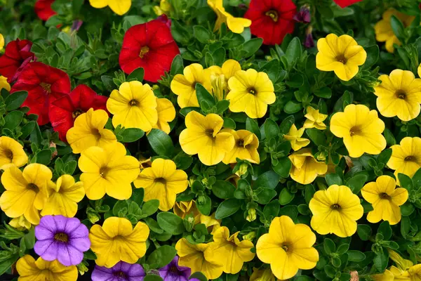 Sarı, kırmızı ve morun canlı tonlarında renkli çiçek açan petunyalar yaz bahçesinde canlı bir çiçek sergisi oluşturur..                               