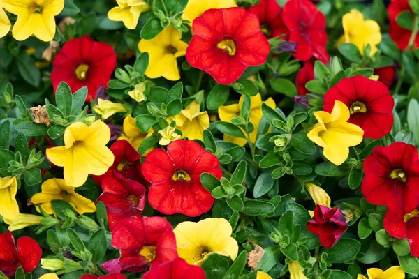 Parlak kırmızı ve sarı petunya çiçekleri yemyeşil bir bahçede çiçek açıyor, canlı ve neşeli bir çiçek dekoru oluşturuyor..                                