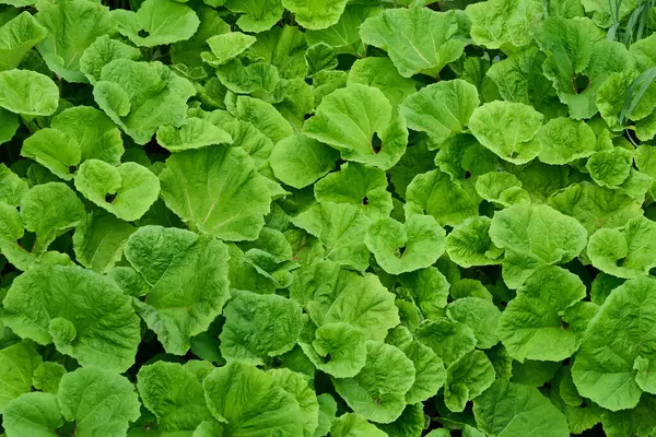 gür yeşil yapraklar yoğun bir doğal zemin kapağı oluşturur, botanik arka plan kadar mükemmel ya da örtüşen canlı yapraklarla bahçe dokusu.                               