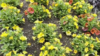 Parlak sarı ve kırmızı petunyalar yağmurdan sonra bir bahçe yatağında düzenli olarak çiçek açarlar. Canlı yaprakları, zengin ve nemli topraklarla çok güzel tezat oluşturuyor.