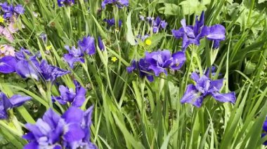 Bereketli bir yaz bahçesinde yeşil yaprakların arasında açan canlı mor irisler, narin taç yapraklarını ve doğal ışıkta zengin renkleri yakalıyorlar..