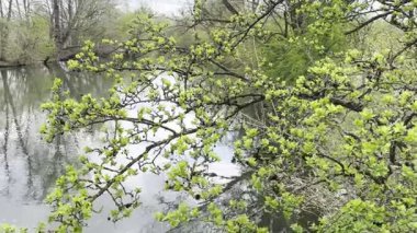 Almanya 'nın Frth kentindeki Pegnitz Nehri' nde Bahar Uyanışı