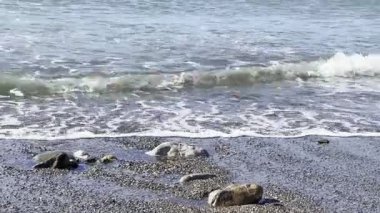 Deniz dalgaları küçük taşlarla kayalık bir kıyıya doğru yavaşça yuvarlanıyor. Sahil manzarası berrak su ve yumuşak sörfle.