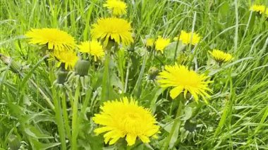 Baharda çiçek açan karahindibalarla dolu güneşli bir çayır. Yeşil bir çim tarlasında rüzgarda sallanan parlak sarı çiçeklerin yakın çekimi. Doğa, çiçek ve sükunet..