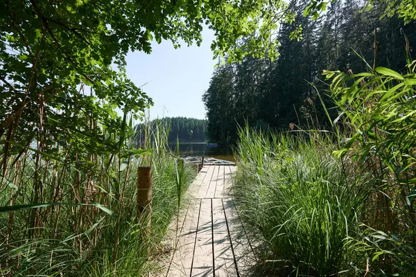 Ahşap bir patika, açık mavi gökyüzünün altında sık ormanlarla çevrili sakin bir göle doğru uzun yeşil sazlıklar boyunca uzanır. Yazın huzurlu, el değmemiş doğa sahnesi..