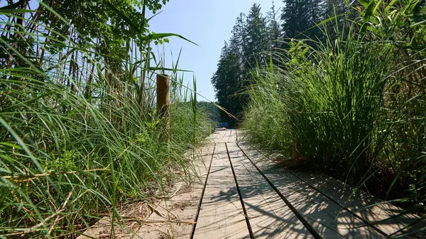 Tahta kaldırım yolu uzun yeşil çimenlerin arasından sakin bir orman gölüne doğru uzanıyor. Huzurlu bir yaz günü doğanın sakin kucağında.