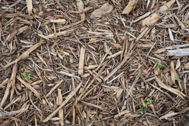   Küçük yeşil fidanların filizlendiği doğal ahşap gübre yakın plan. Bahçecilikte ve peyzajda nem tutmak ve yabani otları bastırmak için kullanılan organik zemin örtüsü.                             