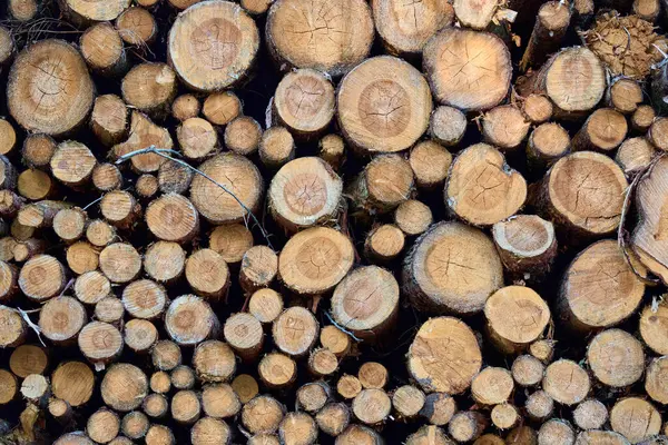 Yığılmış odun kütüklerinin yakın plan görüntüsü, doğal desenler, yüzükler ve dokularla çapraz kesitleri gösteriyor. Kütüklerin boyutları değişiyor ve sıkıca sarılıyorlar.