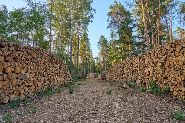 Görünür ağaç halkaları ve pürüzlü dokusu olan kesilmiş kütükleri yakın plan çek. Kereste deposu ya da kereste deposu. Doğal ahşap arkaplan deseni.             