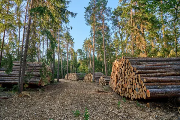 Gün batımında bir ormanda düzgünce istiflenmiş kesilmiş kütükler. Etrafı uzun çam ağaçları ve yerde odun parçaları ile çevrili. Orman ve kereste endüstrisi kavramı.