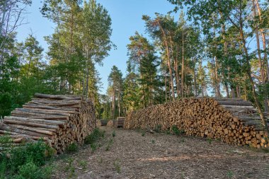 Bir orman açıklığı boyunca düzgünce düzenlenmiş, taze kesilmiş kütüklerden oluşan yığınlar. Akşam güneşi, uzun çam ve yaprak döken ağaçlarla çevrili ağaç kesim alanını aydınlatıyor..