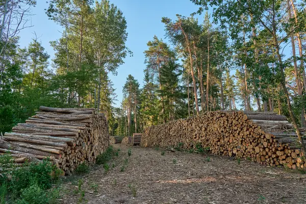 Bir orman açıklığı boyunca düzgünce düzenlenmiş, taze kesilmiş kütüklerden oluşan yığınlar. Akşam güneşi, uzun çam ve yaprak döken ağaçlarla çevrili ağaç kesim alanını aydınlatıyor..