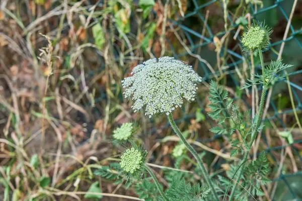 Kraliçe Annes Lace (Daucus carota) olarak da bilinen, çiçek açan bir havuç bitkisinin yakın çekimi.) 