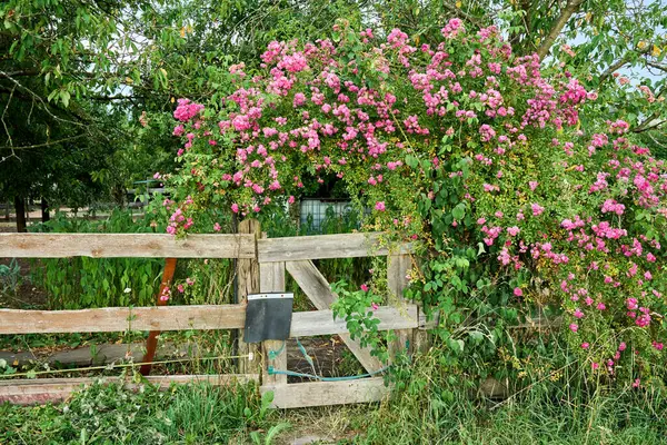 Üzerinde pembe dağcı gülleri olan eski bir ahşap bahçe kapısının olduğu pitoresk kırsal bir manzara.. 