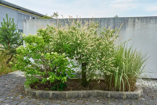 Asfaltlı bir yüzey üzerinde beton bir duvara karşı süslü çalılar ve otların karışımı küçük bir şehir manzarası.  