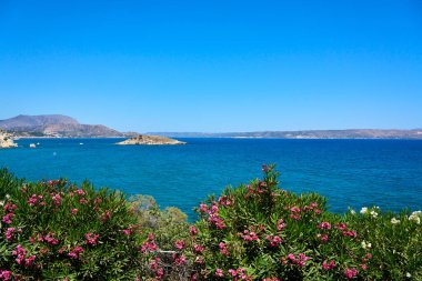 Turkuaz mavi deniz, uzak adalar ve açık mavi bir gökyüzünün altında ön planda canlı pembe zakkum çiçekleriyle çarpıcı bir kıyı manzarası. Mükemmel bir yaz tatili ve doğa geçmişi.