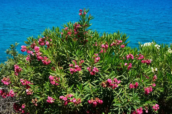 Güneşli bir yaz gününde, turkuaz mavi denizin arka planında yemyeşil yapraklı güzel pembe zakkum çiçekleri. Seyahat ve tatil kavramları için mükemmel bir sahil manzarası..                