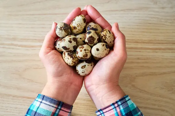 Elleri bir avuç taze bıldırcın yumurtasıyla kahverengi benekli kabukları ahşap zemin üzerinde. Sağlıklı organik gıda konsepti, yemek pişirme, tarım ve beslenme temaları için mükemmel..