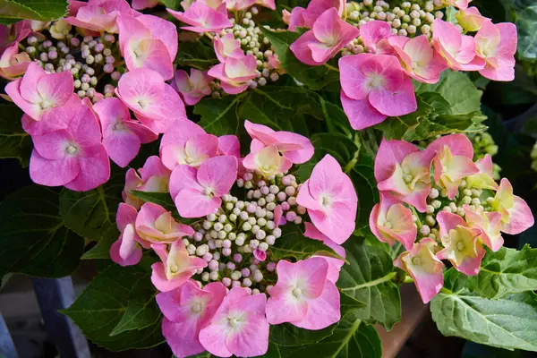 Pembe ortanca çiçekleri çiçek açmış, zarif taç yaprakları ve yeşil yapraklarla dolu, canlı ve taze bir bahçe görüntüsü sergiliyor.