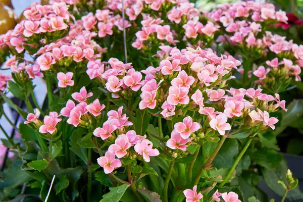 Çiçek açan pembe Kalanchoe çiçekleri. Etrafı yemyeşil yapraklarla çevrili küçük, narin taç yapraklarıyla dolu. Canlı ve neşeli bir bahçe görüntüsü yaratıyor.