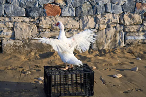 Beyaz ördek, kumlu zeminde siyah plastik bir sandığın üzerinde duruyor. Arka planda, duvarın önünde kanatlarını çırpıyor.