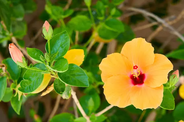 Kırmızı merkezli parlak turuncu amber çiçeği ve yeşil yapraklar, güneş ışığında çiçek açarlar. Tropikal çiçekli arka plan, doğa ve botanik temalar için mükemmel.