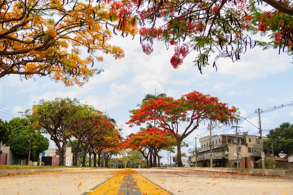 Der Blumengeschmückte Gang Der Avenida Gois Norte Goinia Einem Klaren — Stockfoto