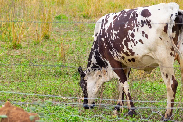 Détail Une Vache Tachetée Mangeant Herbe Dans Pâturage Une Ferme — Photo