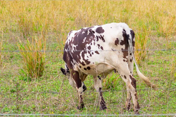 Zauważona Krowa Jedząca Trawę Pastwisku — Zdjęcie stockowe