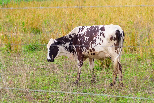 Uma Vaca Manchada Comendo Grama Pasto Fazenda — Fotografia de Stock