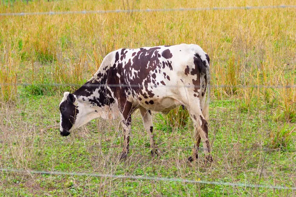 奶牛在农场牧场里吃草的斑点奶牛 — 图库照片