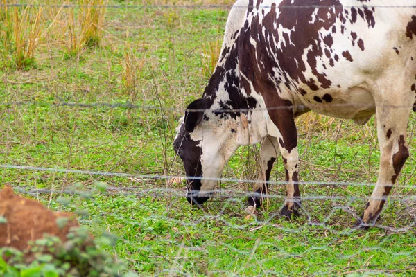 Détail Une Vache Tachetée Mangeant Herbe Dans Pâturage Une Ferme — Photo