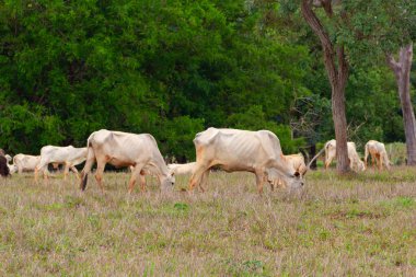 Küçük bir sığır sürüsü, toprakla biraz kirlenmiş, otlakta ot yiyor, arka planda bulanık ağaçlar var..