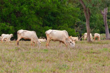 Küçük bir sığır sürüsü, toprakla biraz kirlenmiş, otlakta ot yiyor, arka planda bulanık ağaçlar var..