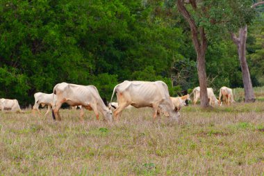 Küçük bir sığır sürüsü, toprakla biraz kirlenmiş, otlakta ot yiyor, arka planda bulanık ağaçlar var..