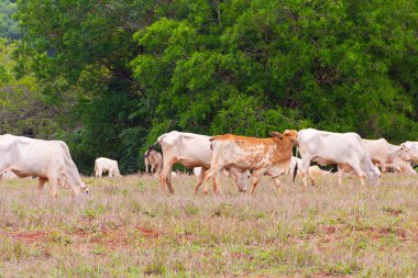 Küçük bir sığır sürüsü, toprakla biraz kirlenmiş, otlakta ot yiyor, arka planda bulanık ağaçlar var..