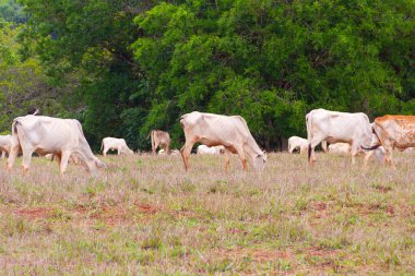 Küçük bir sığır sürüsü, toprakla biraz kirlenmiş, otlakta ot yiyor, arka planda bulanık ağaçlar var..