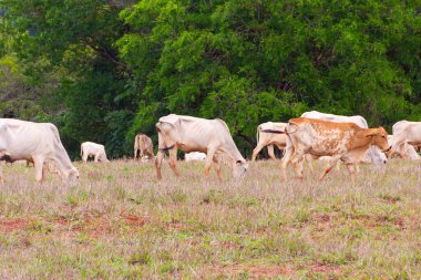 Küçük bir sığır sürüsü, toprakla biraz kirlenmiş, otlakta ot yiyor, arka planda bulanık ağaçlar var..