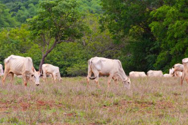 Küçük bir sığır sürüsü, toprakla biraz kirlenmiş, otlakta ot yiyor, arka planda bulanık ağaçlar var..