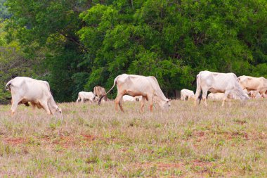 Küçük bir sığır sürüsü, toprakla biraz kirlenmiş, otlakta ot yiyor, arka planda bulanık ağaçlar var..