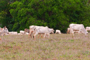 Küçük bir sığır sürüsü, toprakla biraz kirlenmiş, otlakta ot yiyor, arka planda bulanık ağaçlar var..