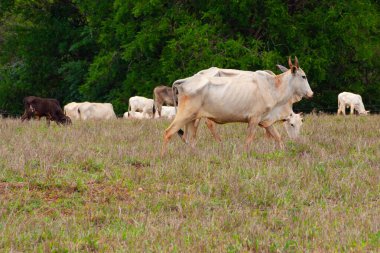 Küçük bir sığır sürüsü, toprakla biraz kirlenmiş, otlakta ot yiyor, arka planda bulanık ağaçlar var..