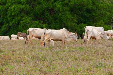 Küçük bir sığır sürüsü, toprakla biraz kirlenmiş, otlakta ot yiyor, arka planda bulanık ağaçlar var..